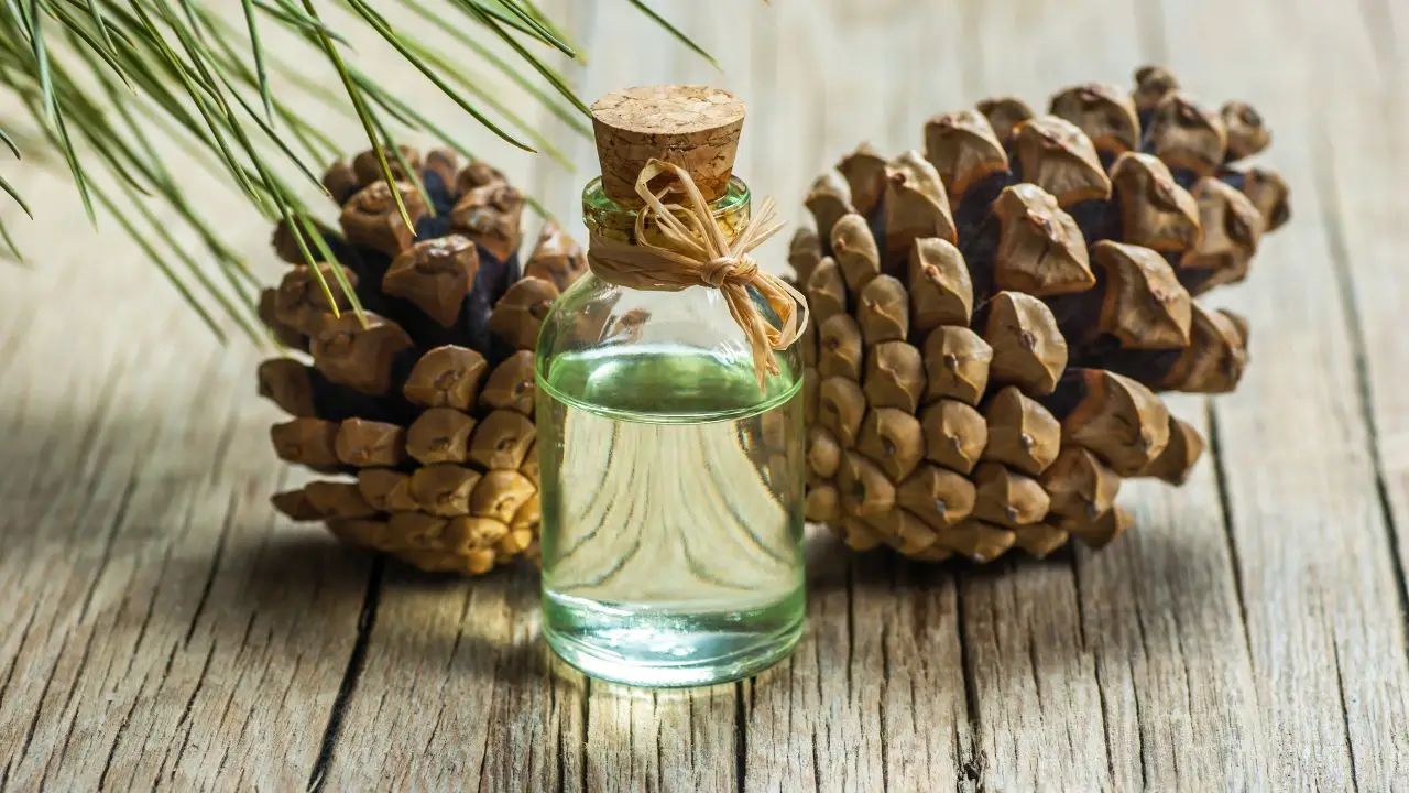 Olejek sosnowy główny